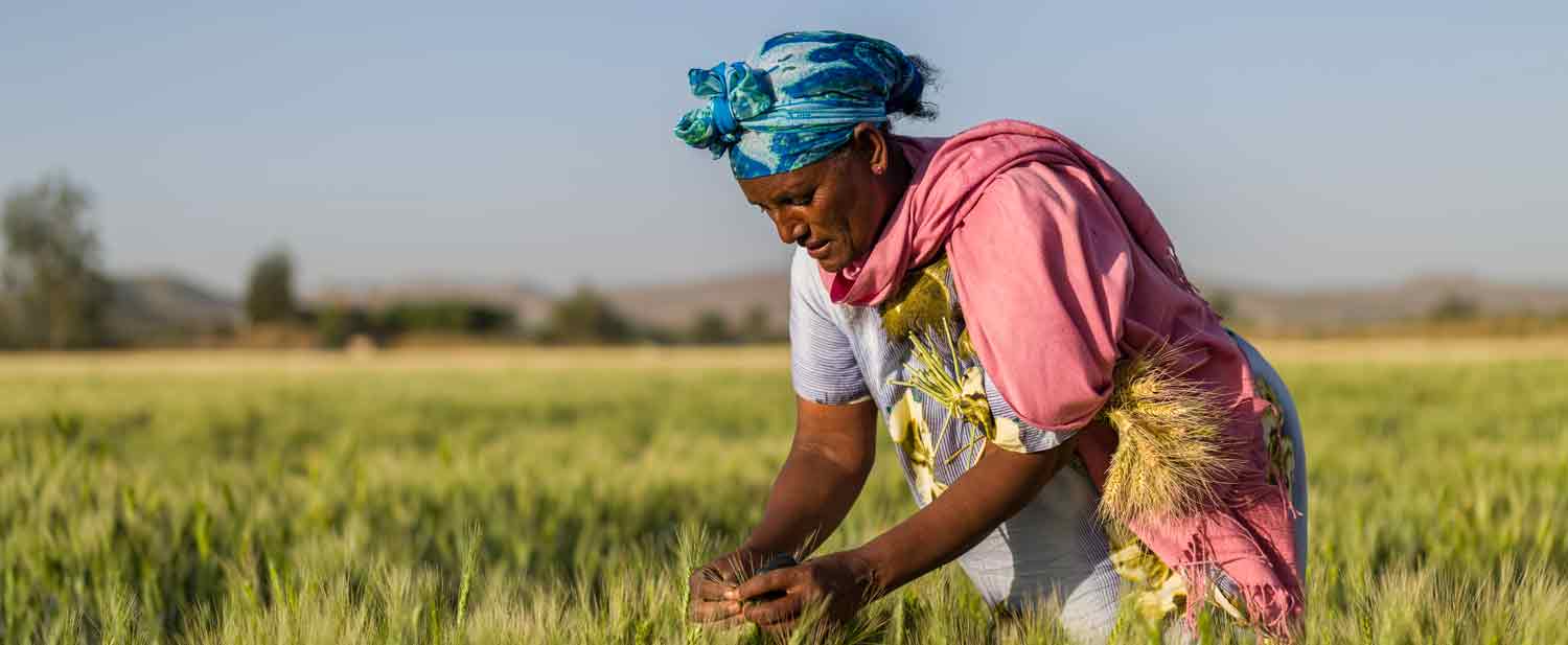Smallholder farmers in Ethiopia's Awash River Valley inspect higher-yielding, climate-smart wheat supported by the World Bank's Technologies for African Agricultural Transformation program. Disclosure: African Development Bank Group